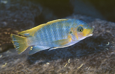 Petrotilapia palingnathos 'Taiwanee Reef'